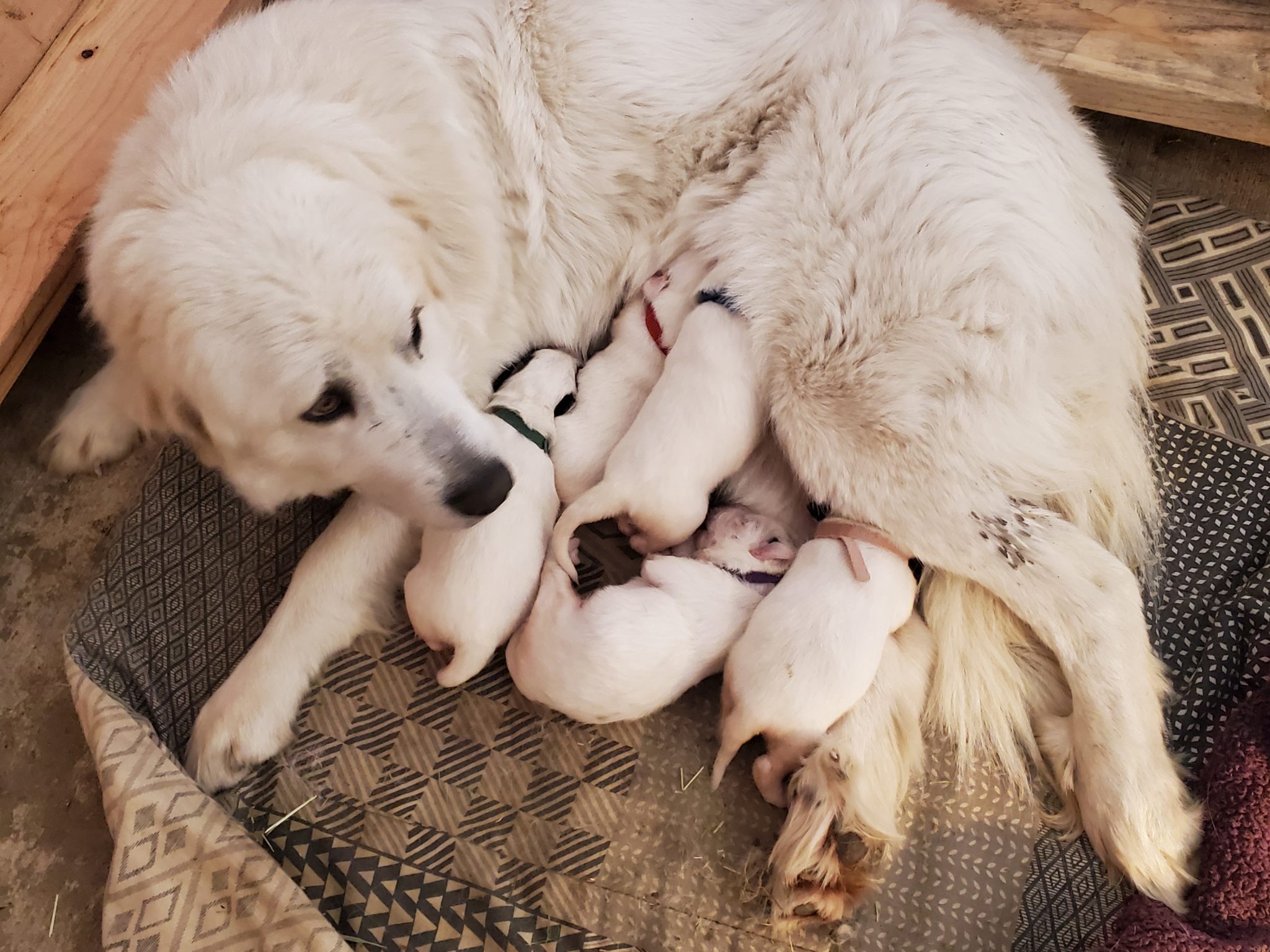 Newborn Great Pyrenees Puppies